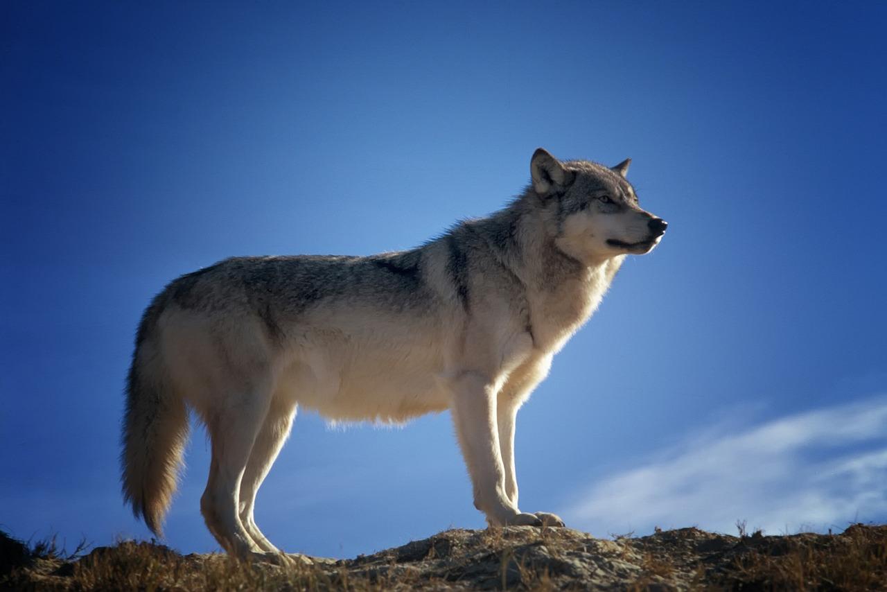 Wolf, foto pixabay