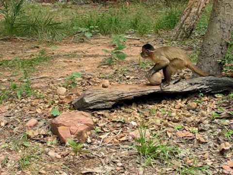 Capuchin Monkey Nut Cracking Tool Use