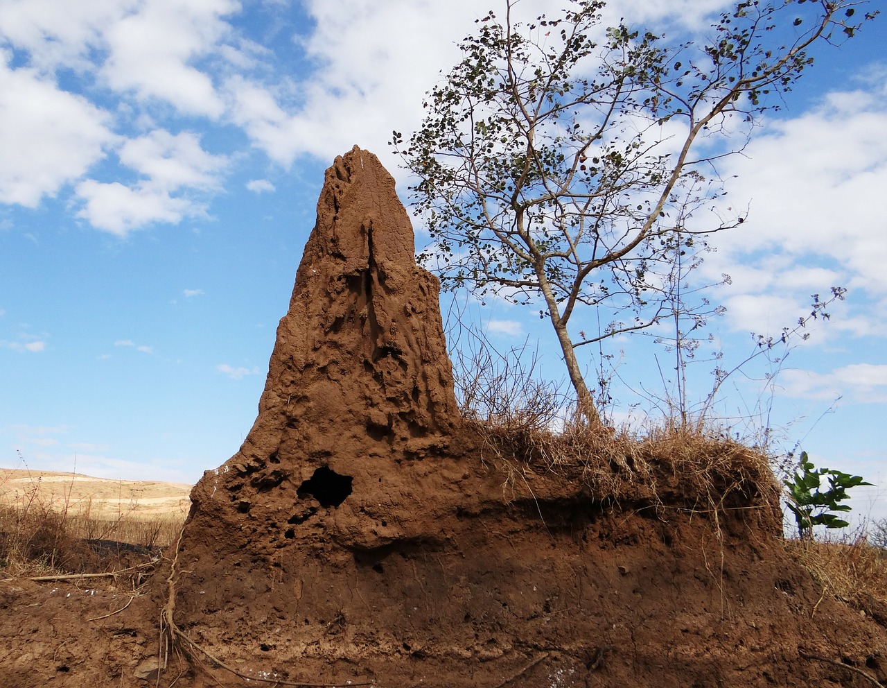 termite-hill-266587_1280.jpg
